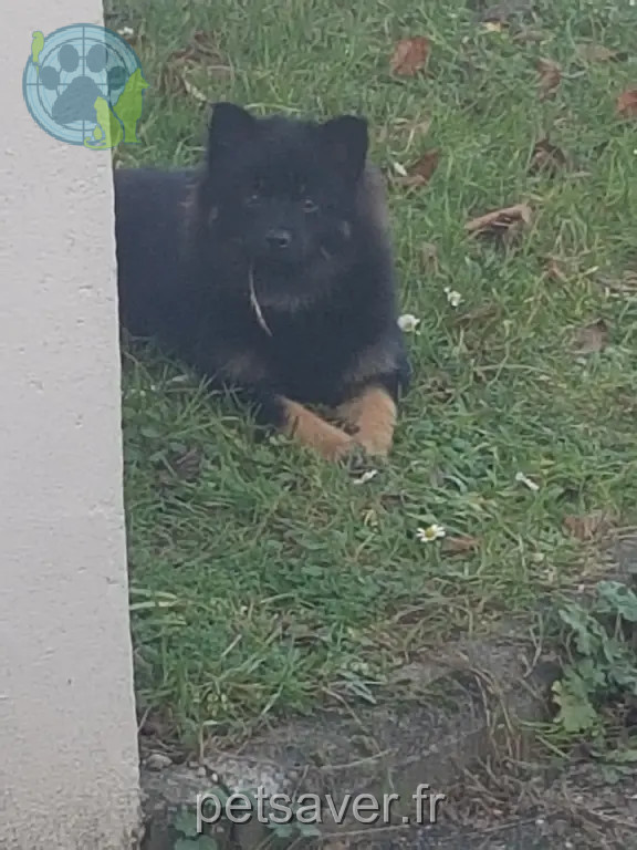 Chien Perdu 77 Seine-et-Marne - Kikihno Chien Perdu 77 Seine-et-Marne - Kikihno
