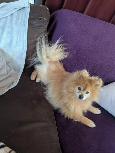 chien lost   77940 Thoury-Férottes Kiney