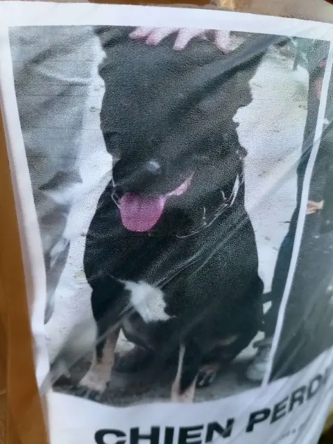 chien lost   77390 Ozouer-le-Voulgis Lord