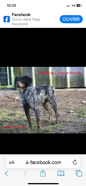 chien lost   77400 Gouvernes L’empire unike