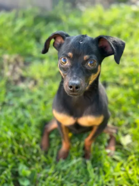 chien lost   77580 Maisoncelles-en-Brie Milo