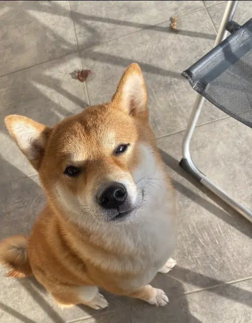 chien lost   77170 Brie-Comte-Robert Mocchi