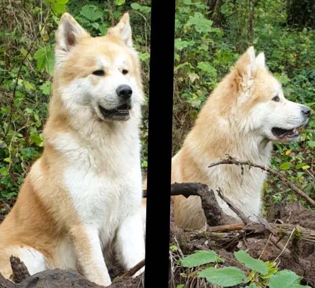 chien lost   77440 Armentières-en-Brie Oshi