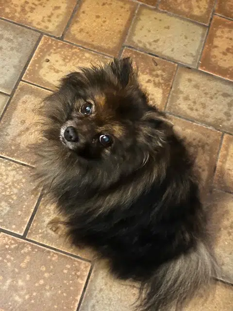 chien lost   77500 Chelles Patchouly