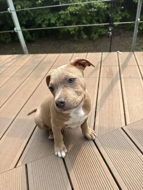 chien lost   77200 Torcy REX