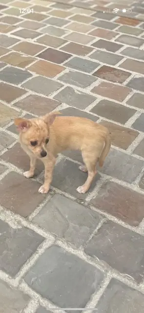 chien lost   77860 Saint-Germain-sur-Morin Sam