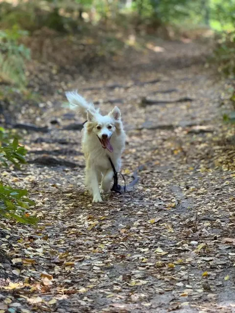 chien lost   77520 Donnemarie-Dontilly Santiago