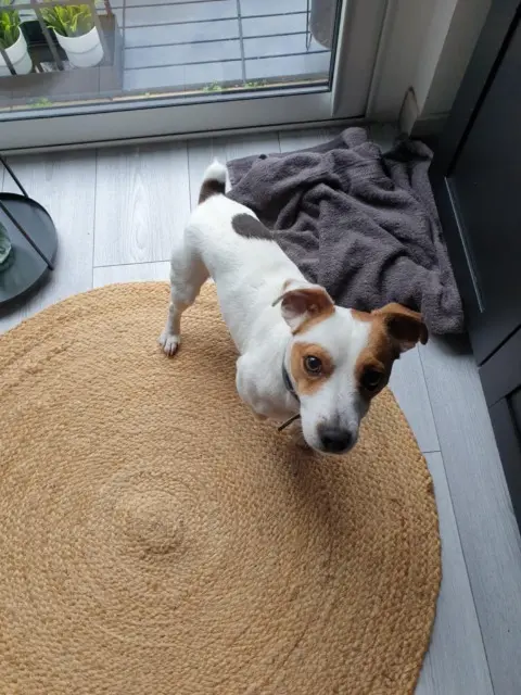 chien lost   77330 Ozoir-la-Ferrière Silver