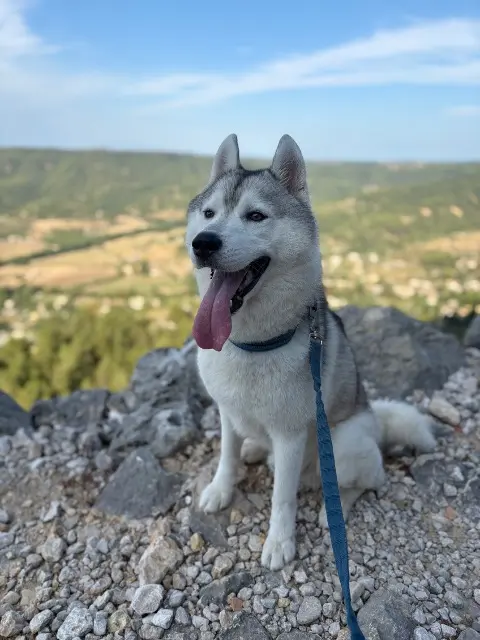 chien lost   77127 Lieusaint Stockholm