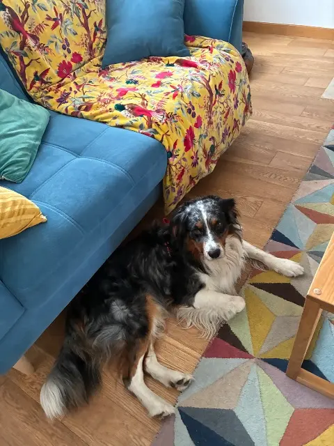 chien lost   77300 Fontainebleau Toubkal