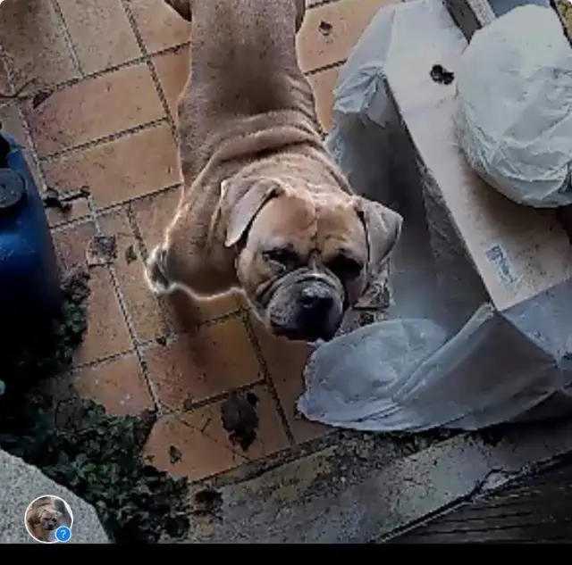 chien lost   77370 Nangis Tyson