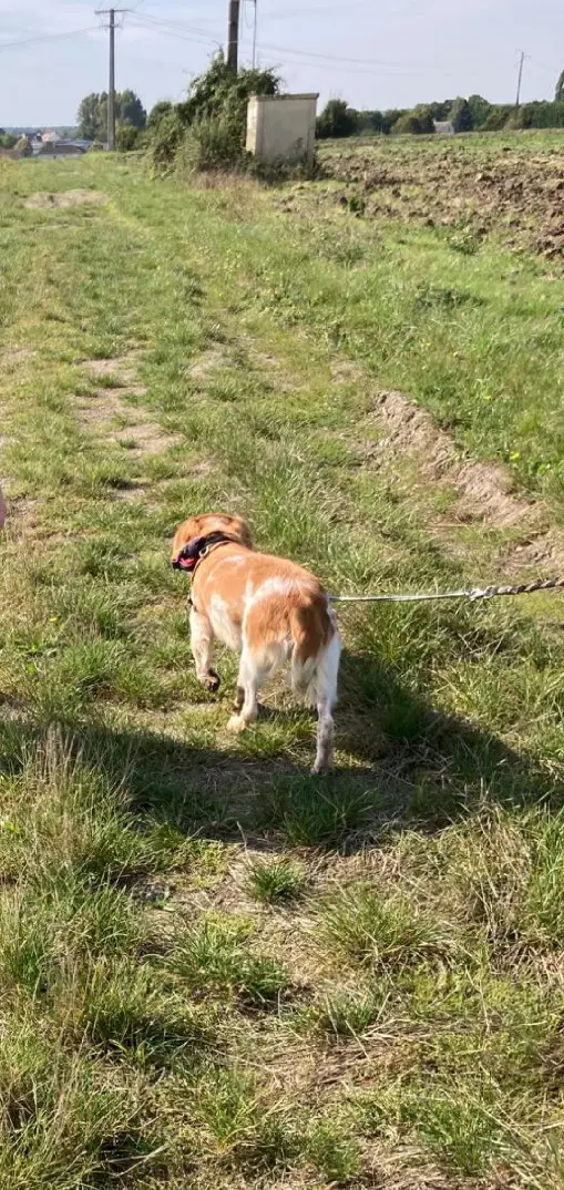 Chien Perdu 77 Seine-et-Marne Chien Perdu 77 Seine-et-Marne