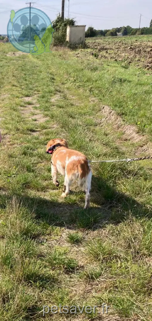 Chien Perdu 77 Seine-et-Marne Chien Perdu 77 Seine-et-Marne