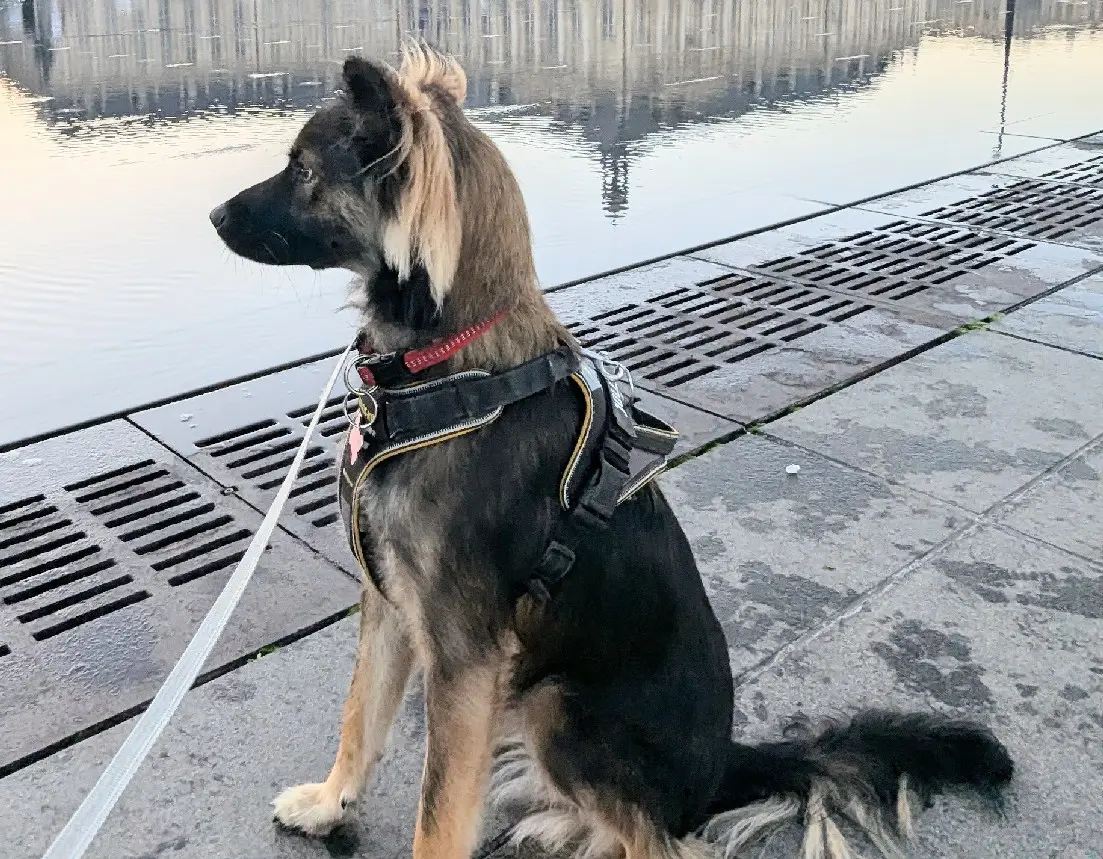 Chien Perdu 77 Seine-et-Marne Chien Perdu 77 Seine-et-Marne