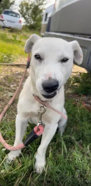 chien lost   78260 Achères Alpha