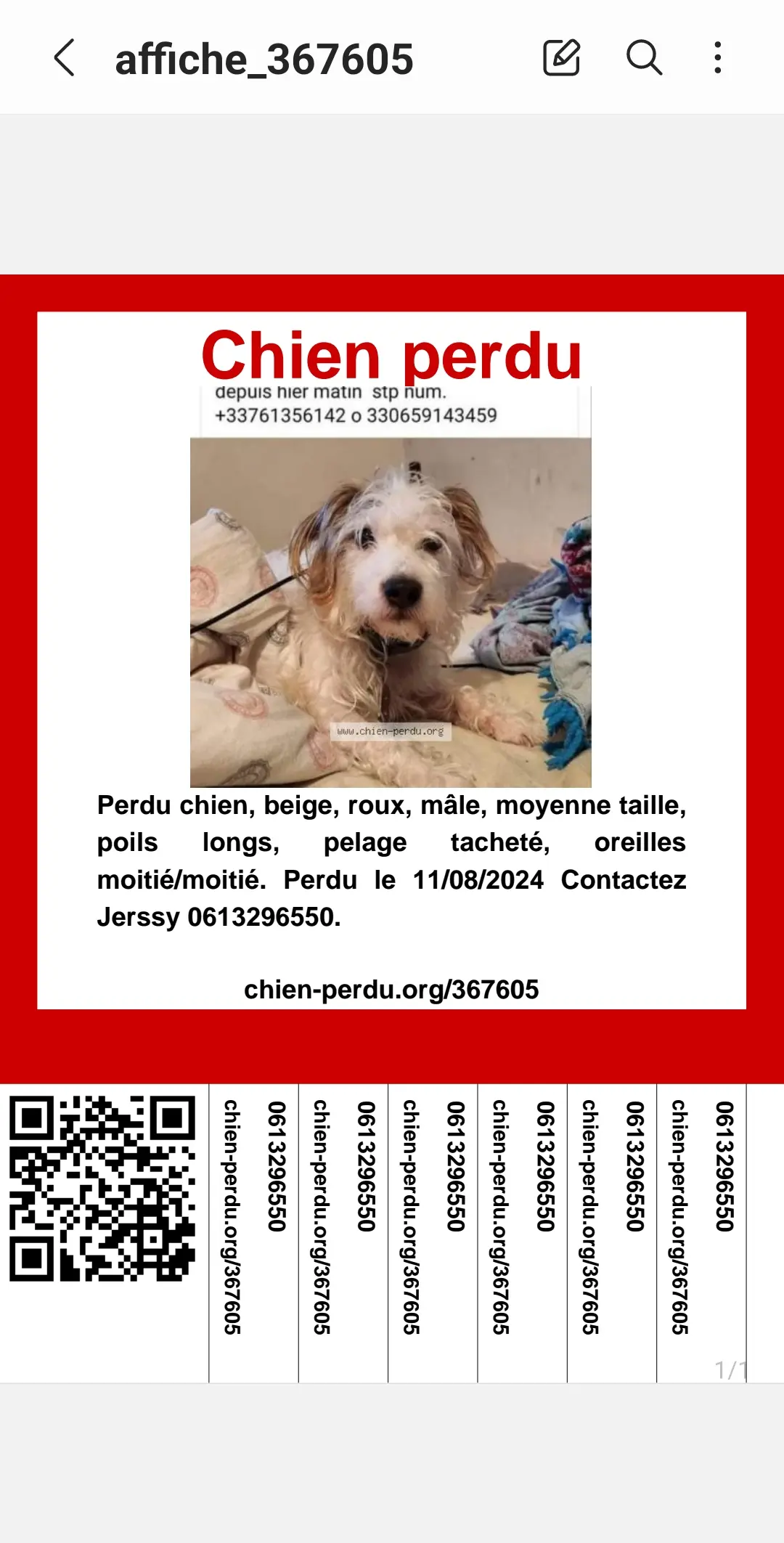 Chien Perdu 78 Yvelines - Belo Chien Perdu 78 Yvelines - Belo