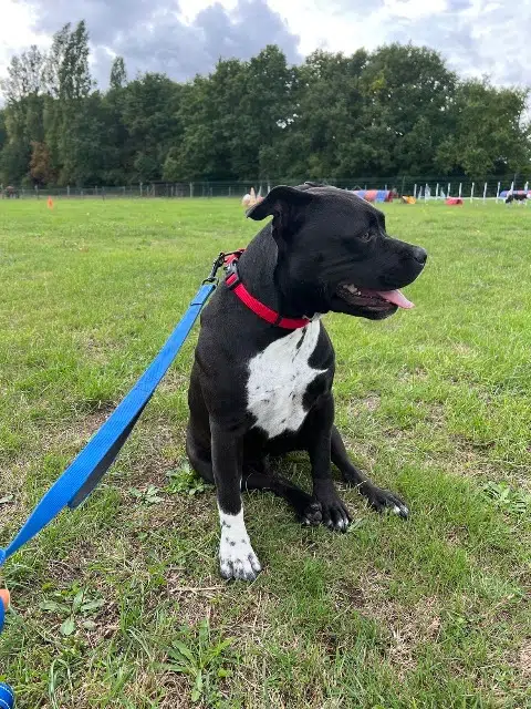 chien lost   78980 Longnes Blue