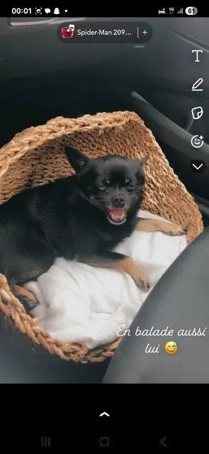 chien lost   78360 Montesson Choco