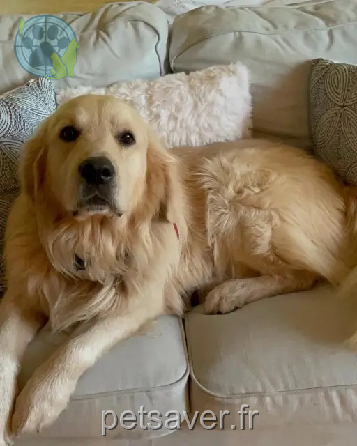 hond vermist 78810 Feucherolles Cookie hond lost 78810 Feucherolles Cookie