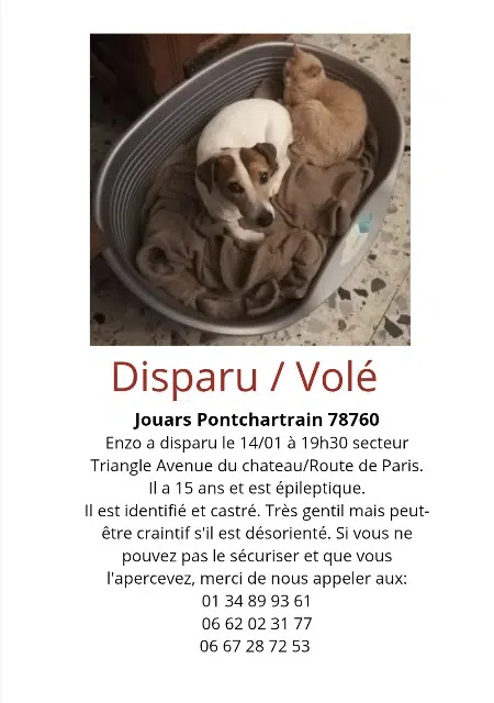 cane perso 78760 Jouars-Pontchartrain Enzo cane lost 78760 Jouars-Pontchartrain Enzo