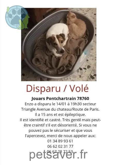 Hund vermisst 78760 Jouars-Pontchartrain Enzo Hund lost 78760 Jouars-Pontchartrain Enzo