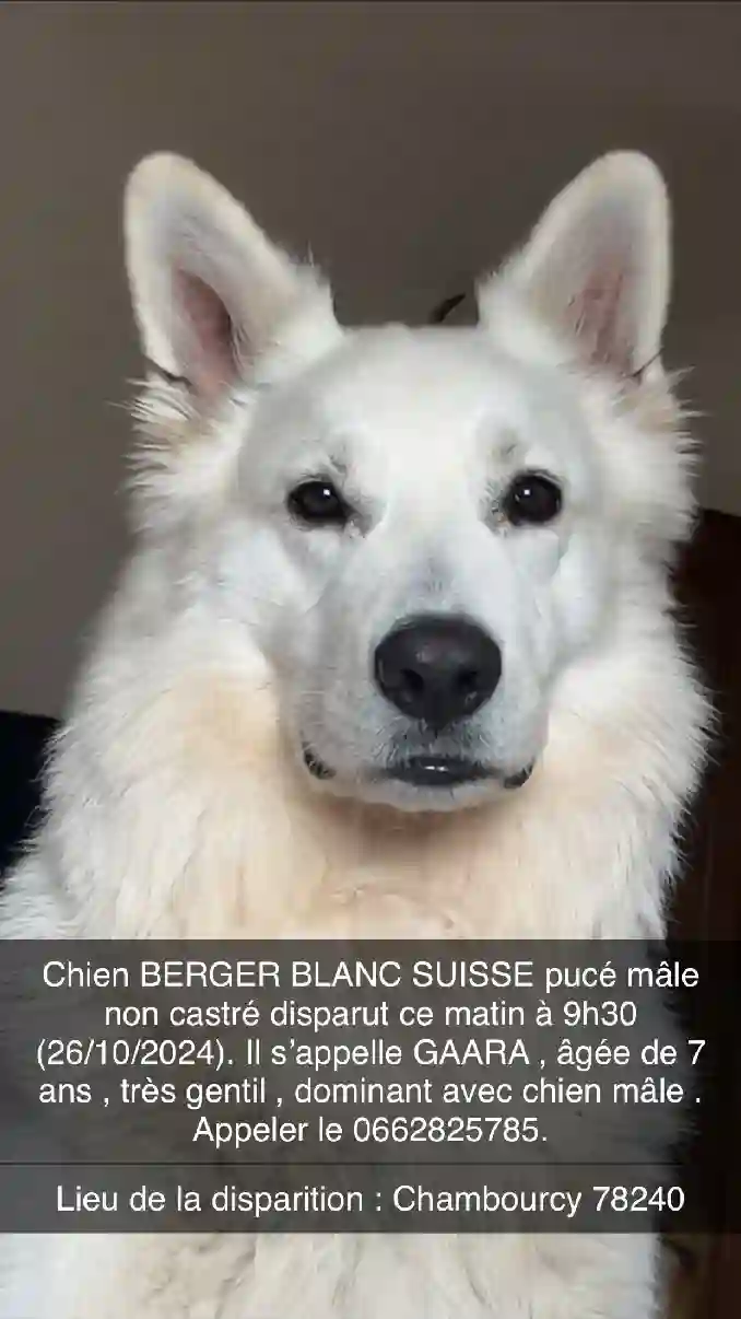 Chien Perdu 78 Yvelines - Gaara Chien Perdu 78 Yvelines - Gaara