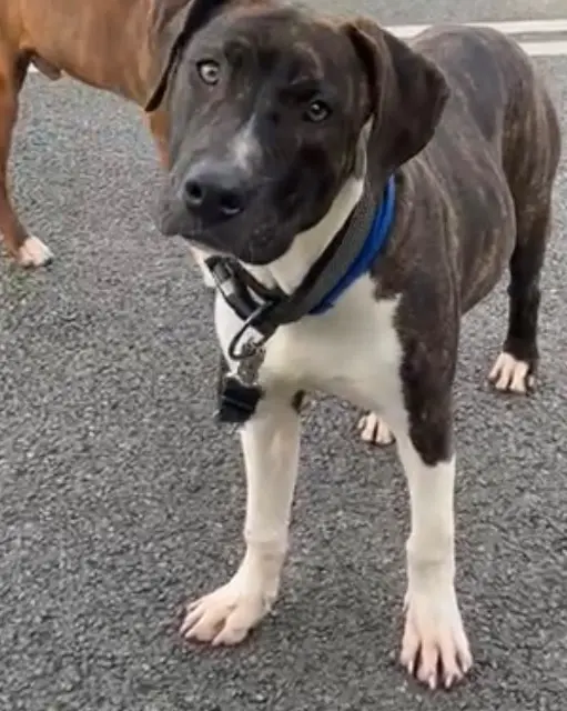 chien lost   78990 Élancourt Kayzer