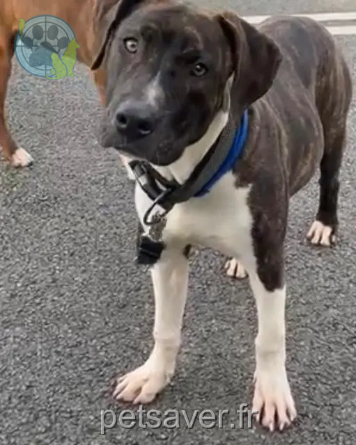 hond vermist 78990 Élancourt Kayzer hond lost 78990 Élancourt Kayzer