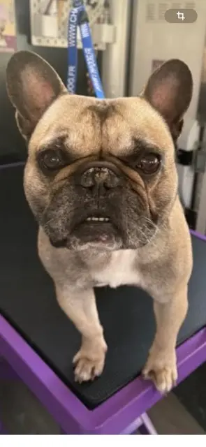 chien lost   78440 Gargenville Leon