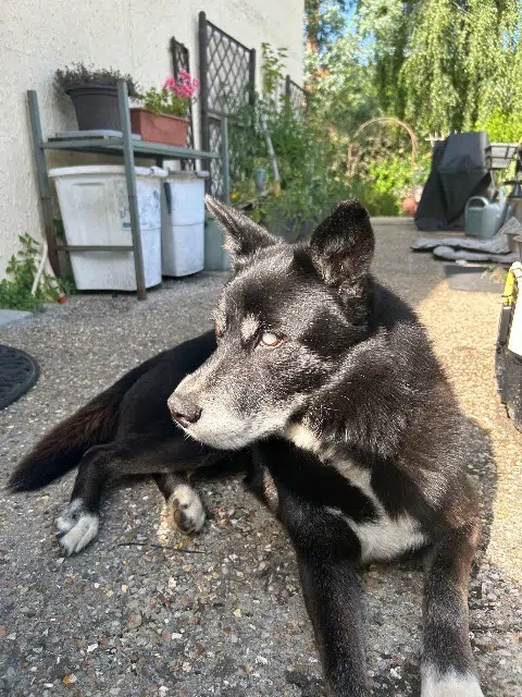 chien lost   78410 Nézel Lucky