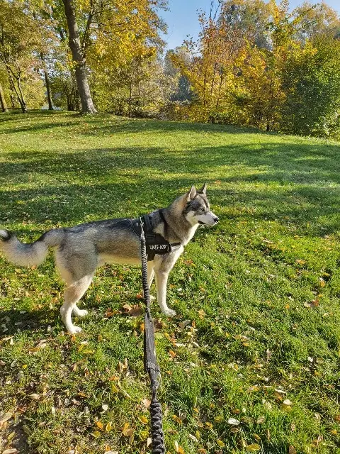 chien lost   78410 Flins-sur-Seine Luffy