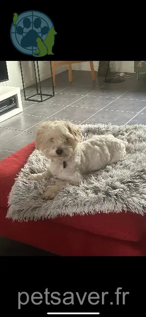 chien perdu 78610 Le Perray-en-Yvelines Milo chien lost 78610 Le Perray-en-Yvelines Milo