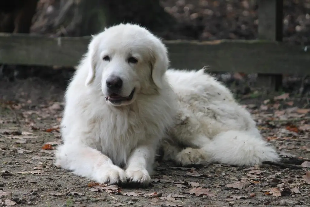 Chien Perdu 78 Yvelines - Mose