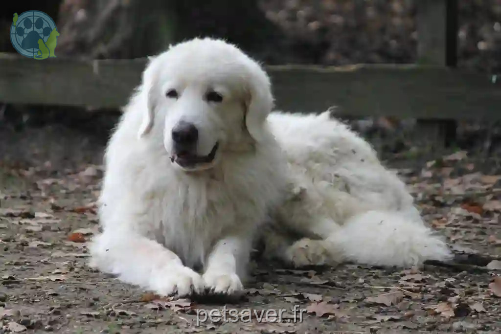 Chien Perdu 78 Yvelines - Mosé Chien Perdu 78 Yvelines - Mosé