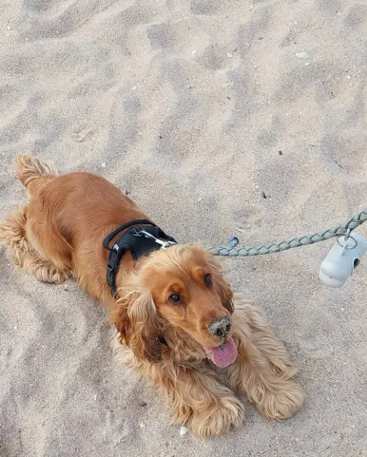 chien lost   78270 Bonnières-sur-Seine Nemo