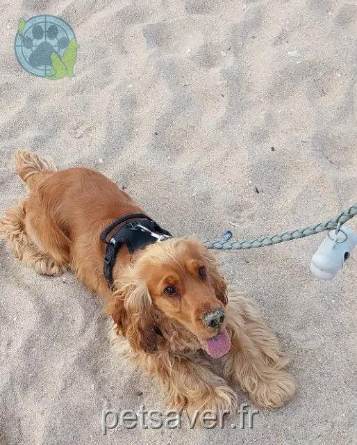 cane perso 78270 Bonnières-sur-Seine Nemo cane lost 78270 Bonnières-sur-Seine Nemo