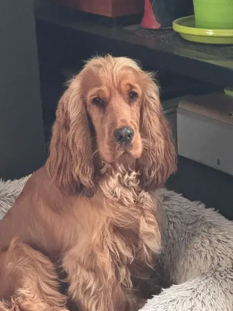 chien lost   78270 Bonnières-sur-Seine Némo