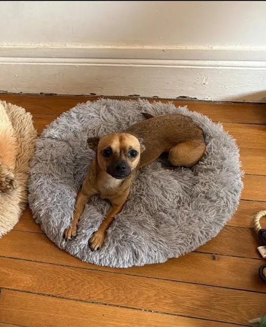 chien lost   78130 Chapet Paco