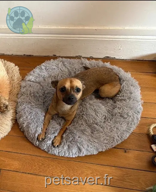 Hund vermisst 78130 Chapet Paco Hund lost 78130 Chapet Paco