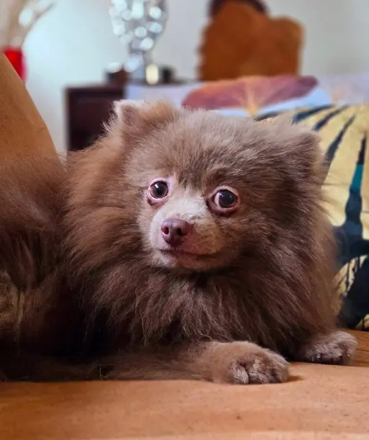 chien lost   78950 Gambais Puppy