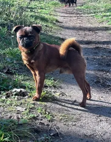 chien lost   78160 Marly-le-Roi Ravi