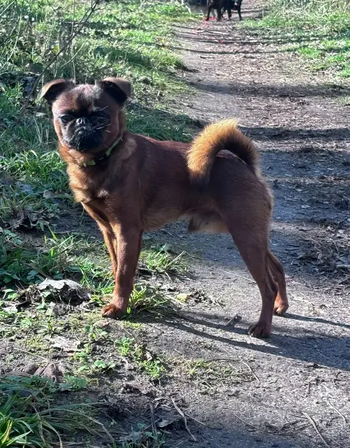 chien lost   78600 Le Mesnil-le-Roi Ravi