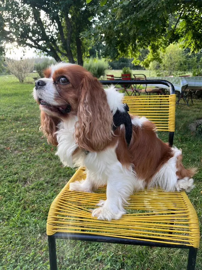 Chien Perdu 78 Yvelines - Riou Chien Perdu 78 Yvelines - Riou