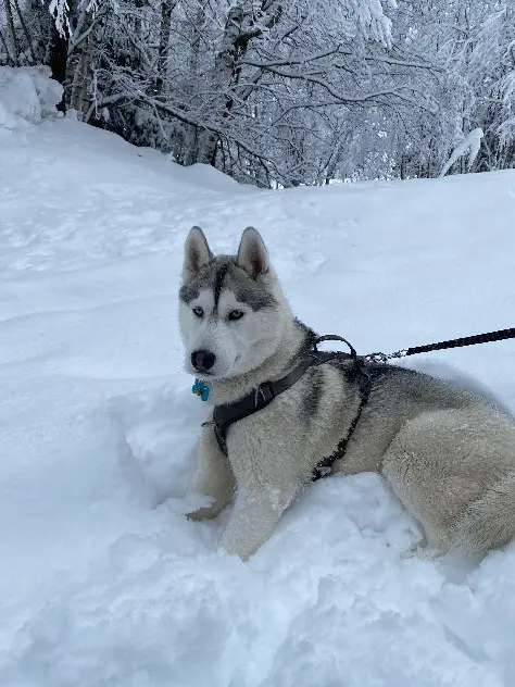 hond vermist Route du Chêne Godon 78270 Notre-Dame-de-la-Mer Snow hond lost Route du Chêne Godon 78270 Notre-Dame-de-la-Mer Snow