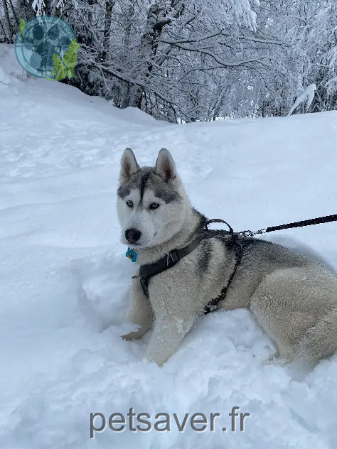 cão perdido Route du Chêne Godon 78270 Notre-Dame-de-la-Mer Snow cão lost Route du Chêne Godon 78270 Notre-Dame-de-la-Mer Snow