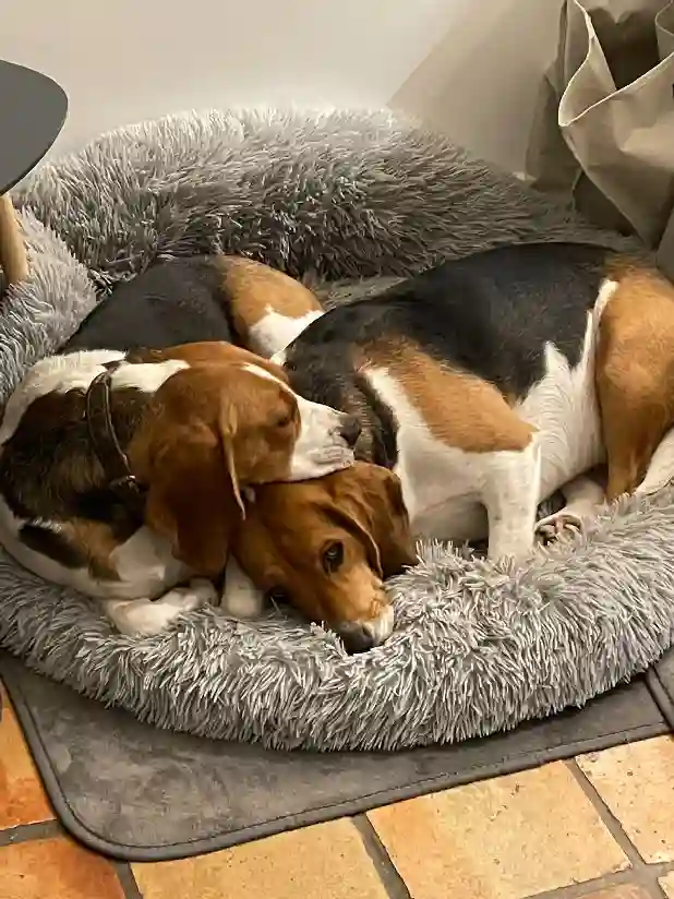 Chien Perdu 78 Yvelines - Socrate Chien Perdu 78 Yvelines - Socrate