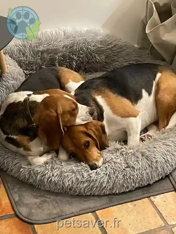 Chien Perdu 78 Yvelines - Socrate Chien Perdu 78 Yvelines - Socrate