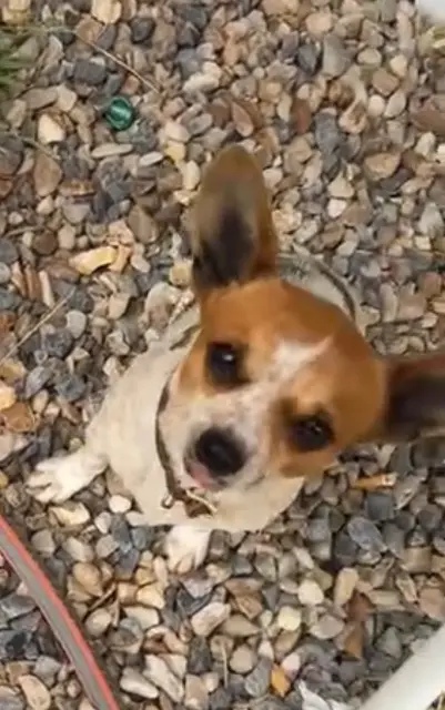 chien lost   78260 Achères Tacos