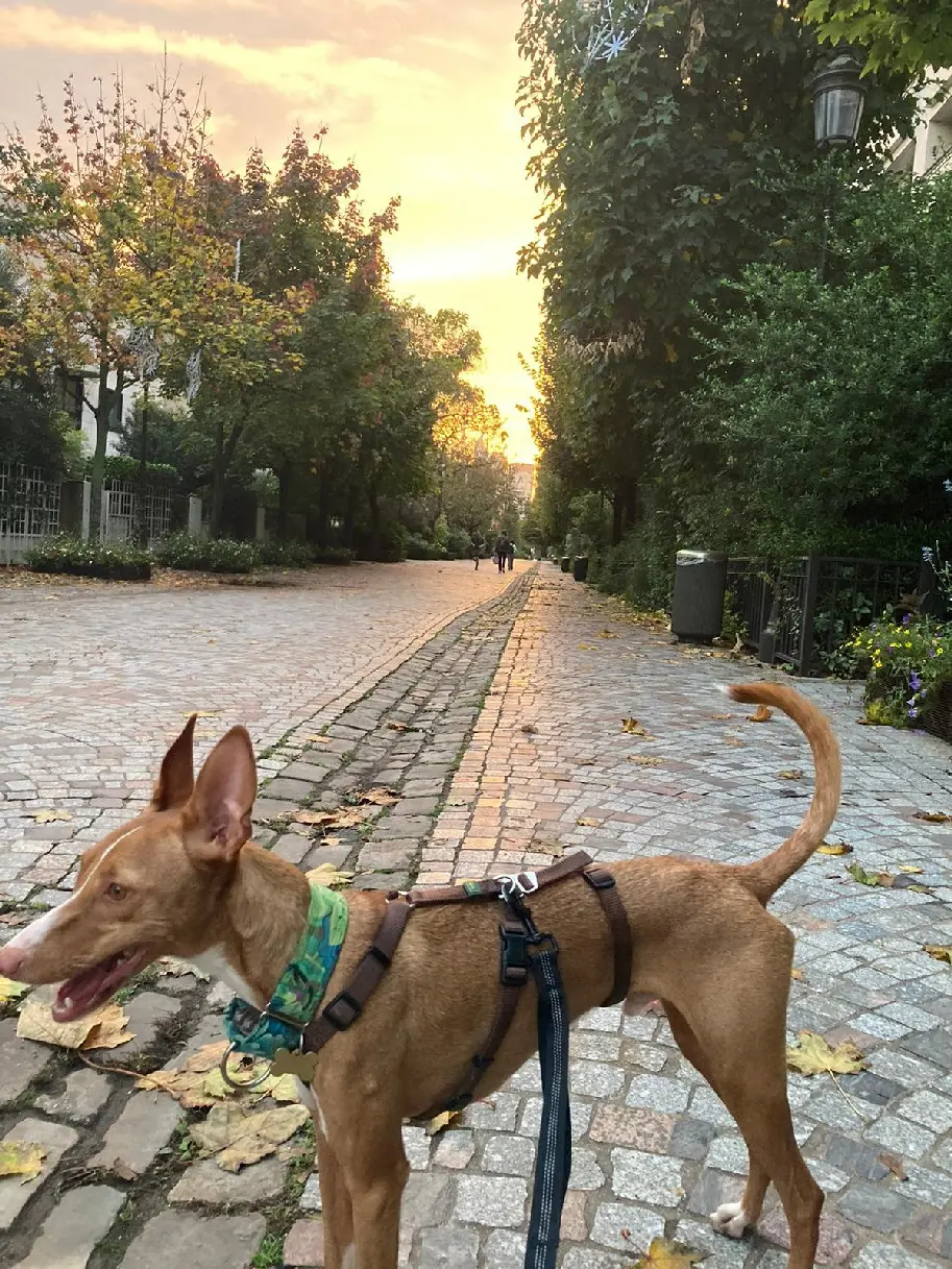 Chien Perdu 78 Yvelines - Tayo Chien Perdu 78 Yvelines - Tayo