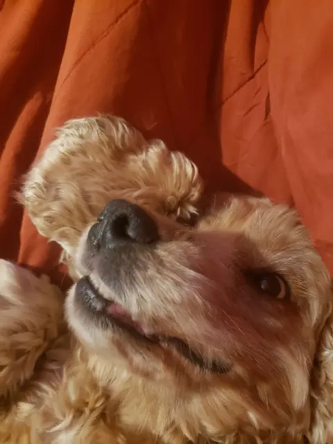 chien lost   78160 Marly-le-Roi Theodore